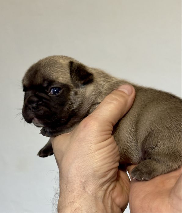 Balti - buldog francuski ZKwP