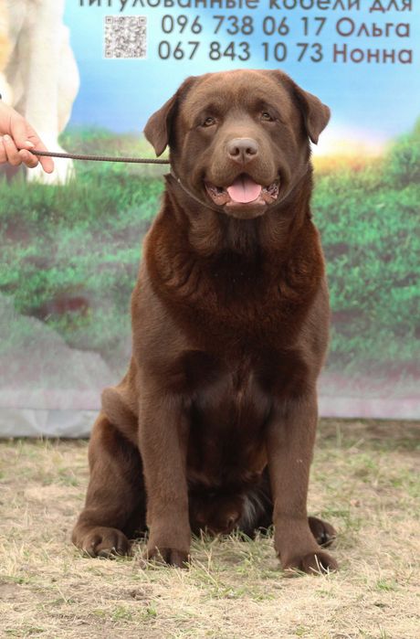 Кобель для вязки