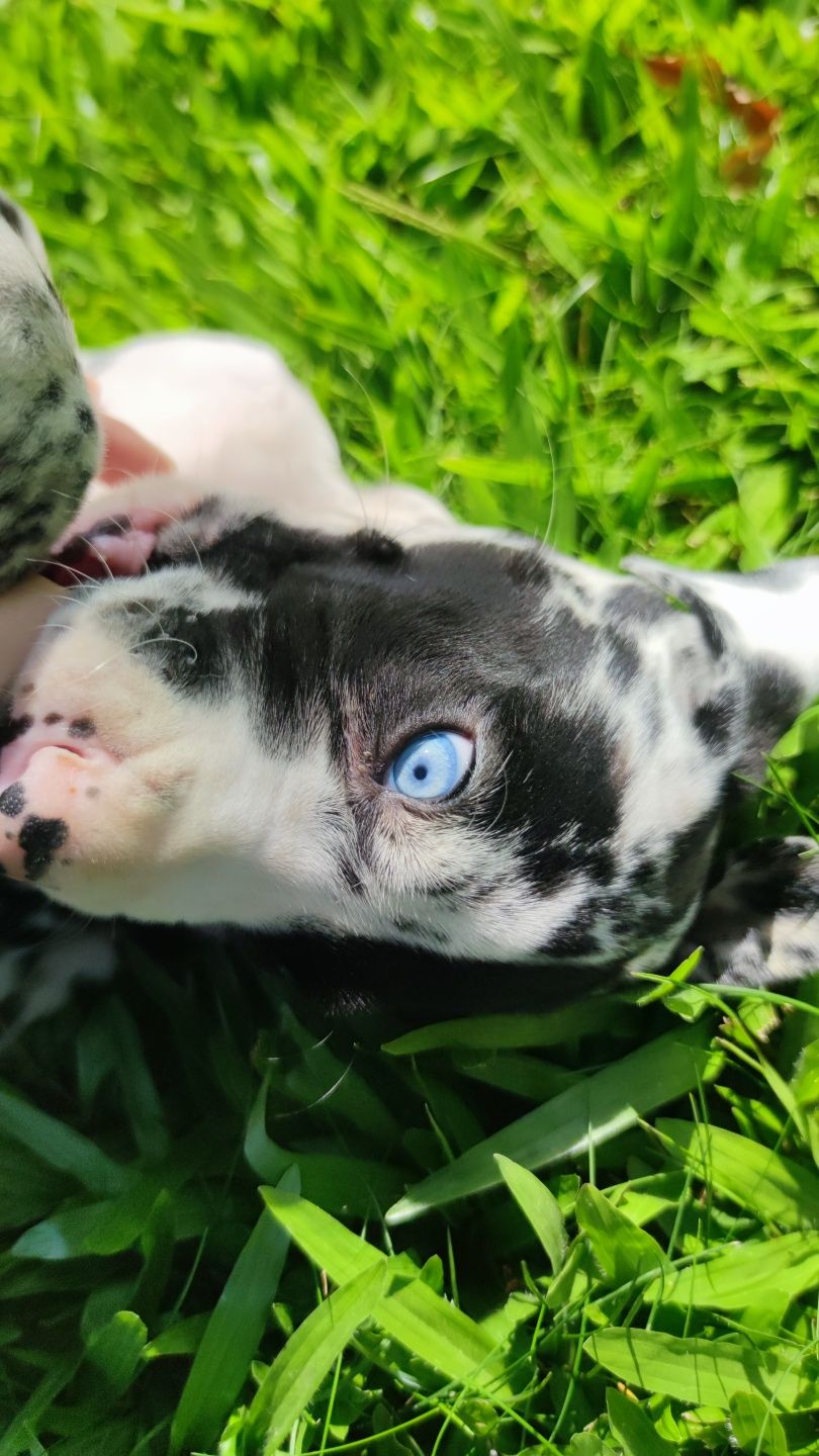 Dogue Alemão Arlequim macho (olho azul e verde)