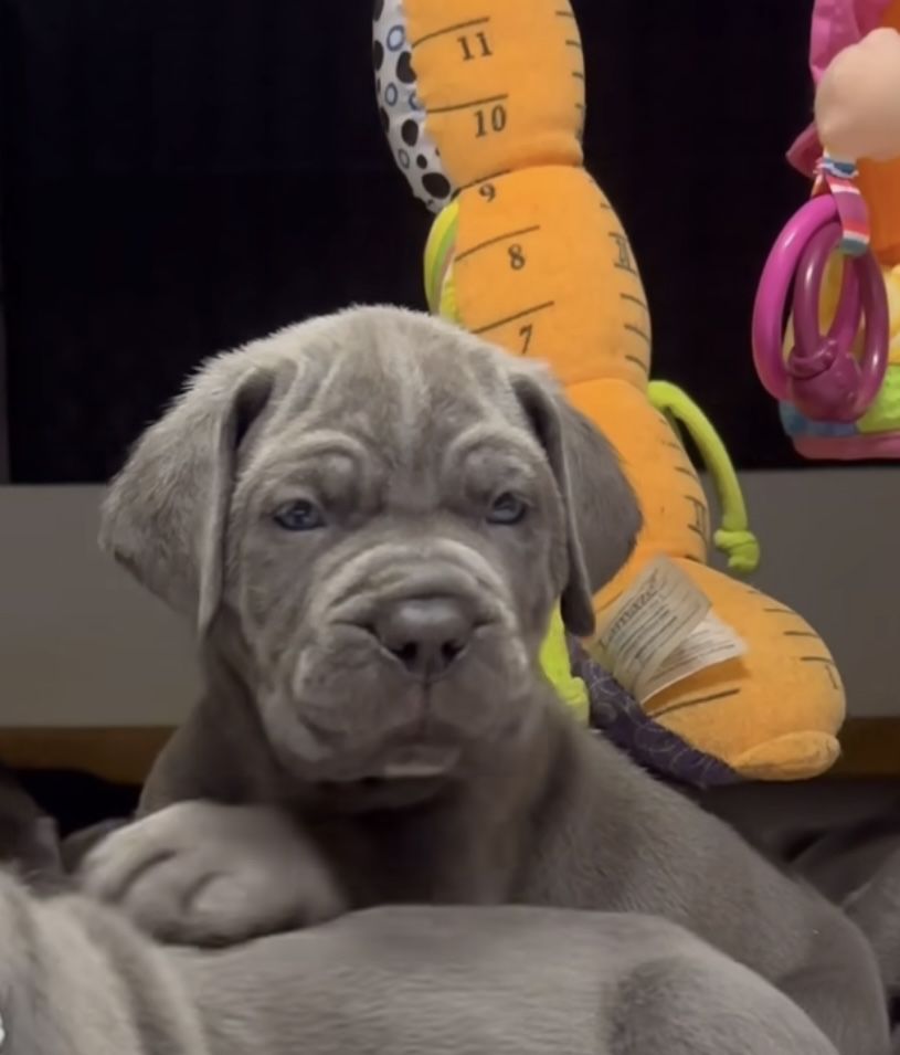Щастя поруч Львівському питомнику-Cane corso