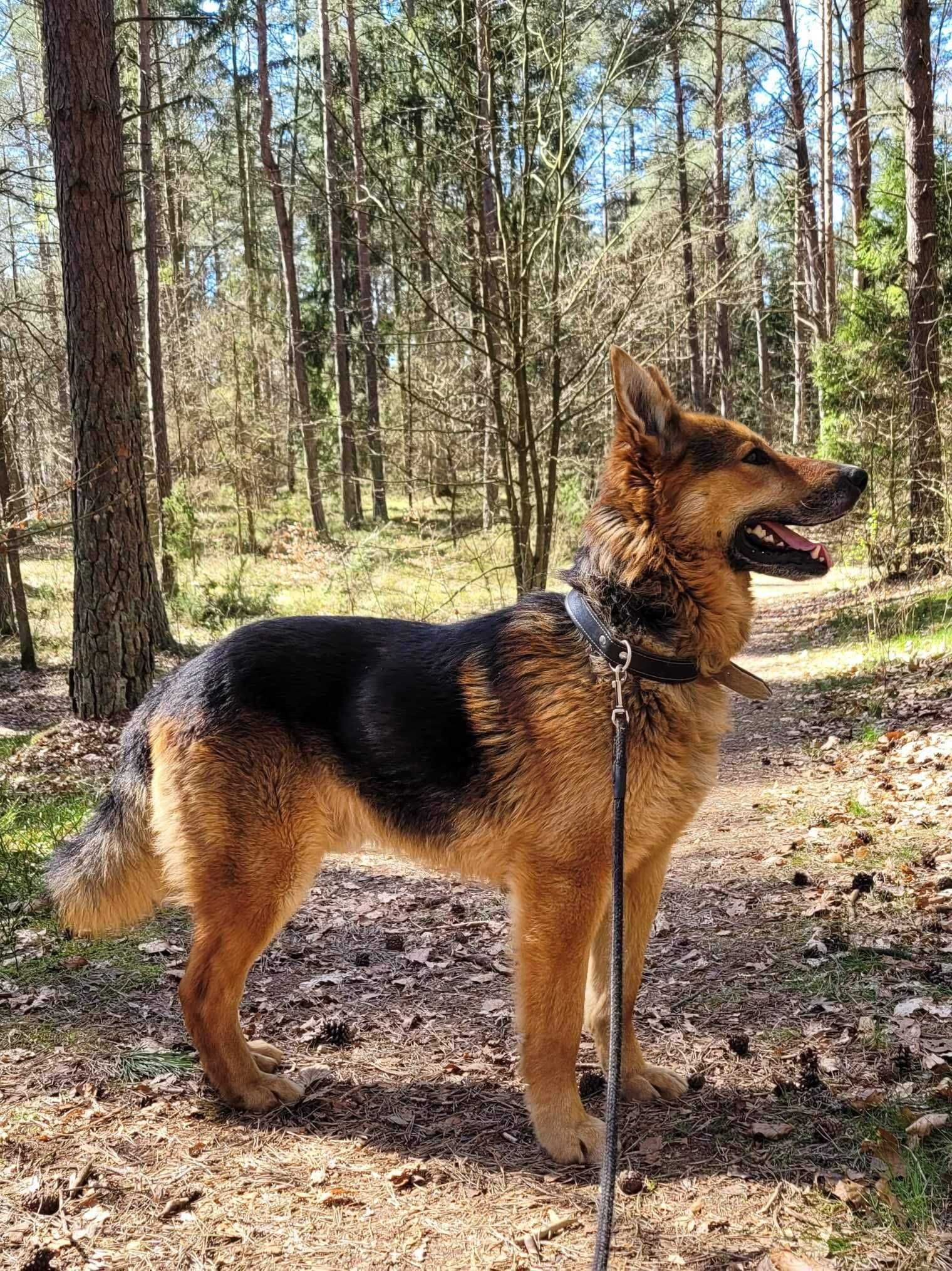 Kochany, spokojny, przyjazny psiak w typie owczarka szuka domu