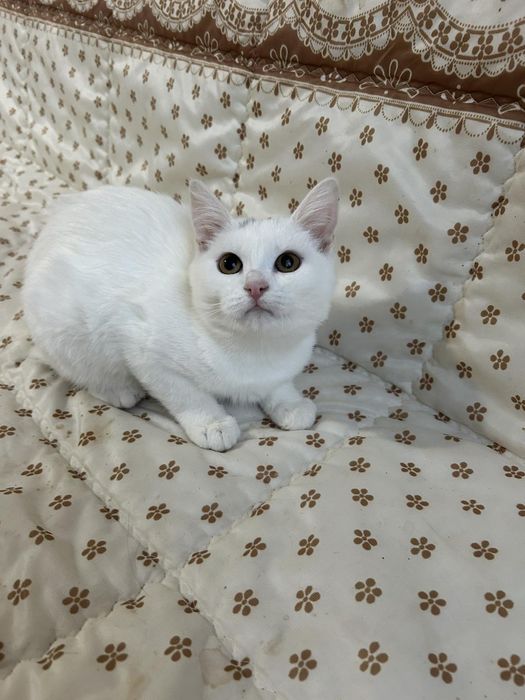 Білі кошенята шукають дім
