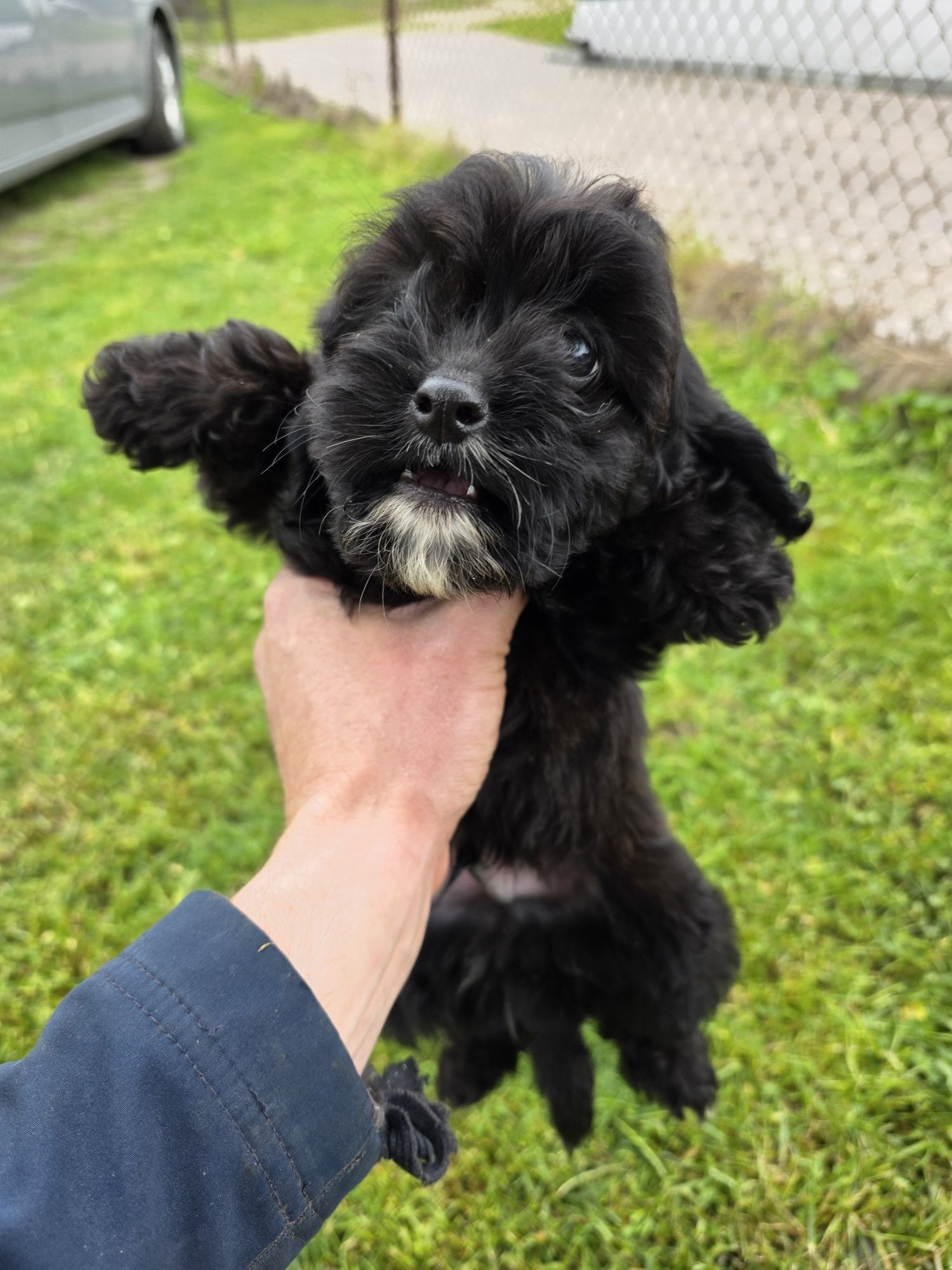 Cavapoo f1b piesek czarny