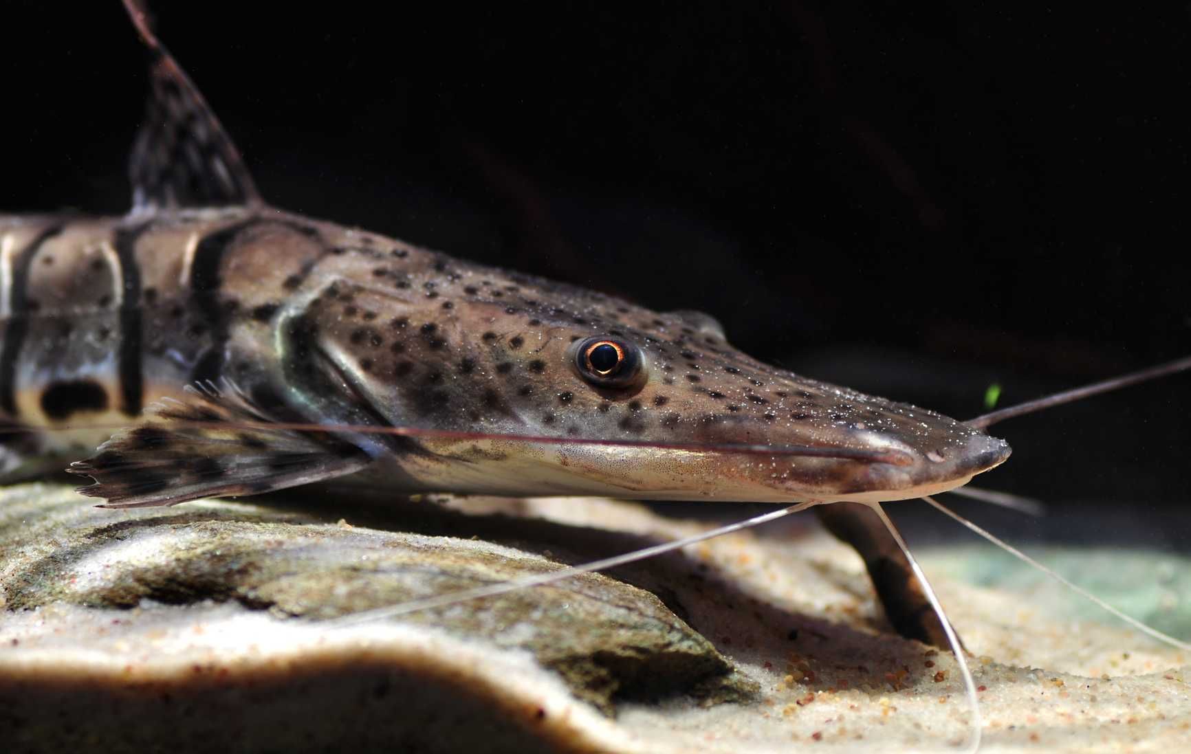 Sum płaskopyski - Pseudoplatystoma fasciatum - dowóz, wysyłka