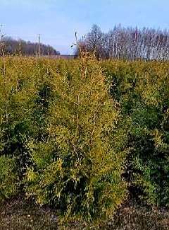 Thuja szmaragd brabant tuje tuja