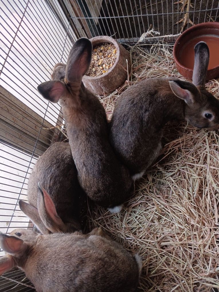 Vendo coelhos caseiros
