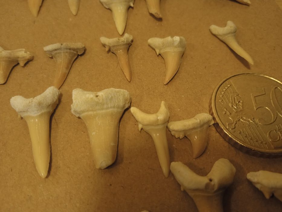 Lote 40 fósseis dentes de tubarão