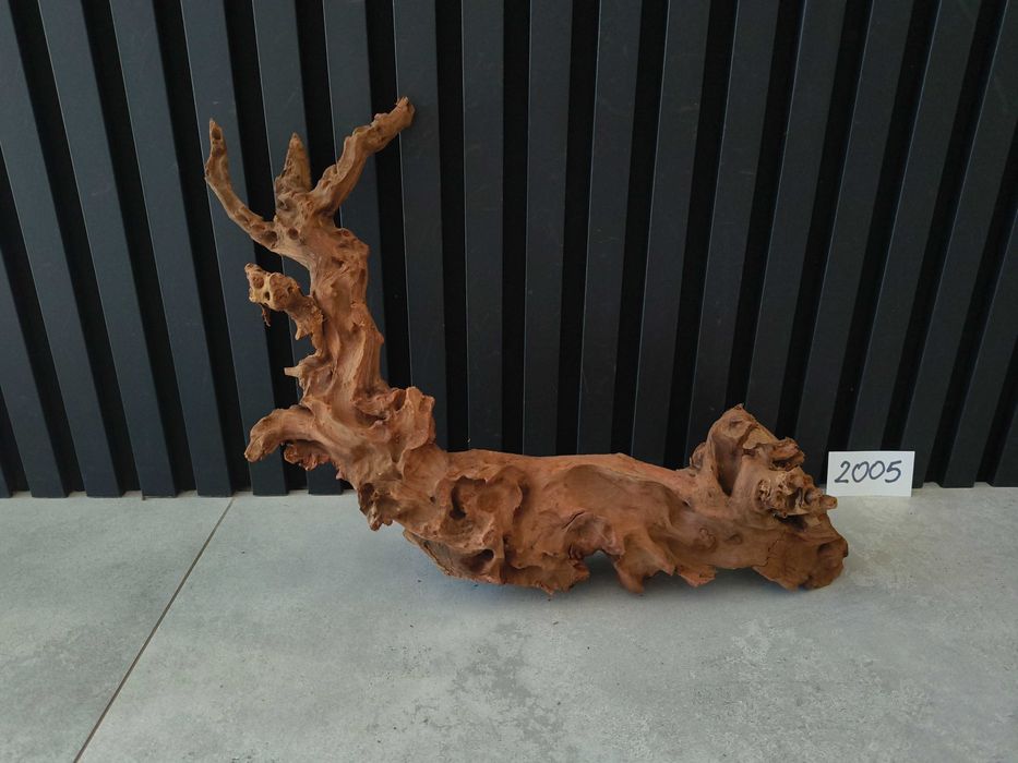 korzeń Bell Wood masywny 2005 do akwarium terrarium 52x30x12 NOWOŚĆ
