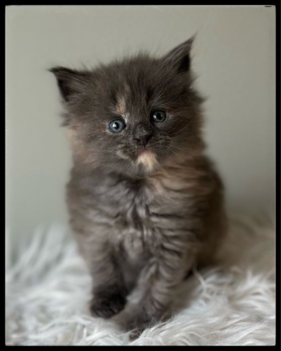 Niebieska Kotka Maine Coon