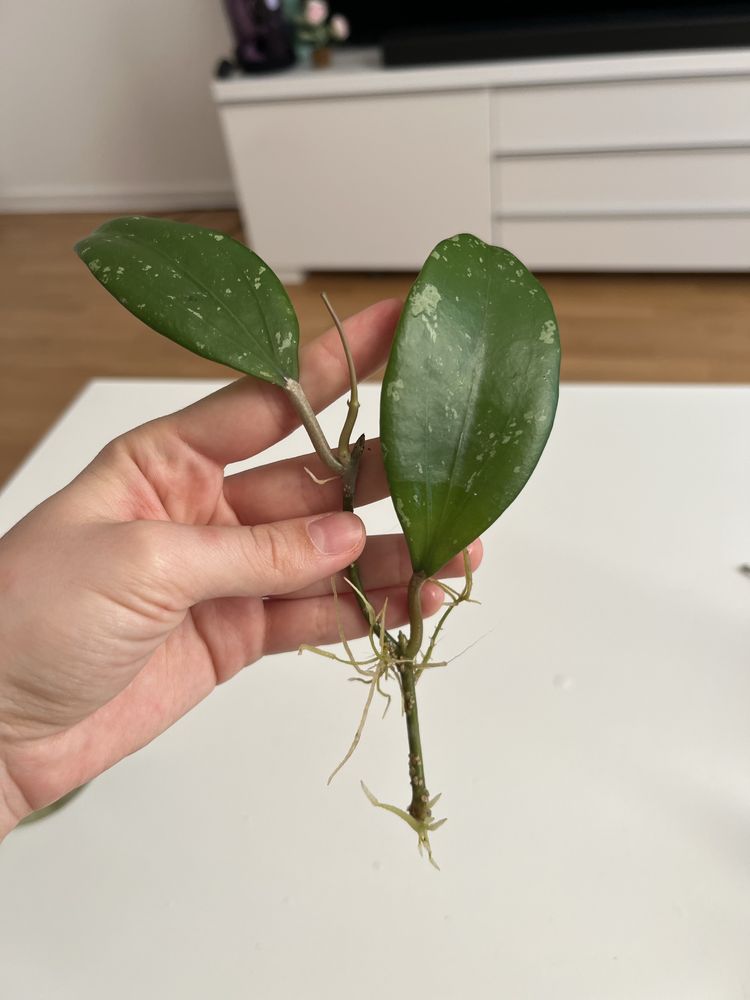 Hoja hoya North of Thailand