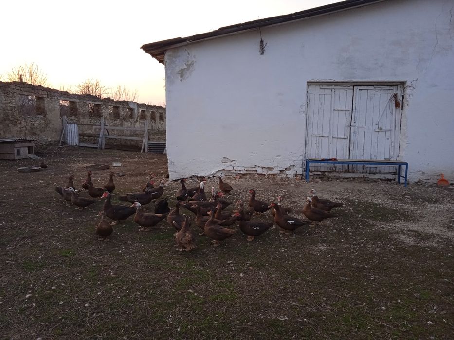 Продам гній коровячий.
Є в великій кількості.
Локація с. Дичків, Терно