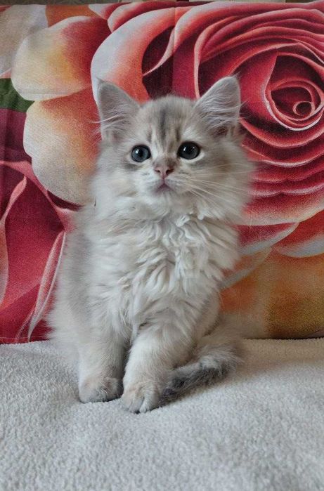 Шотландский длинношерстный котик в окрасе голубое золото ау11