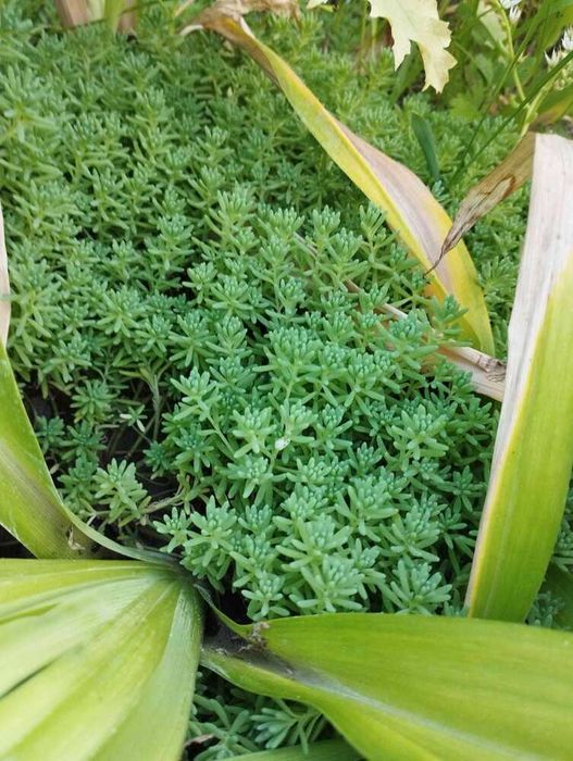 очиток скальний почвопокровний, седум