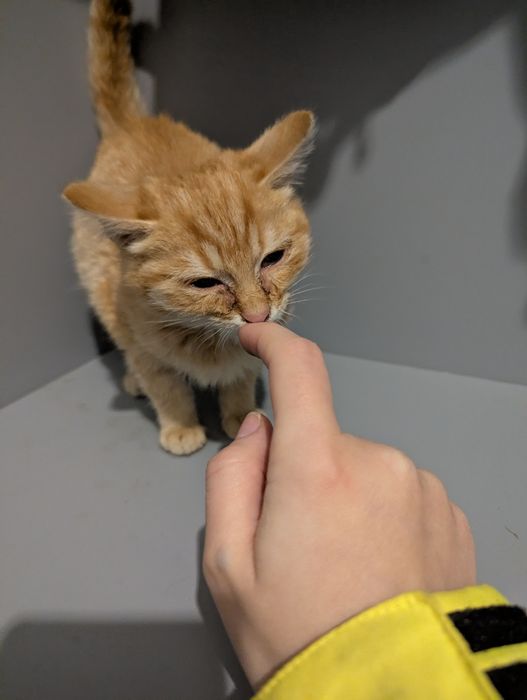 Руде Кошеня в добрі руки