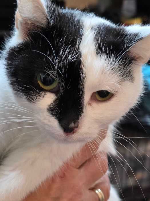 KOTKI szukają dobrego domu