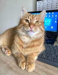 Bibmber piękny rudy kot kociak szuka domu