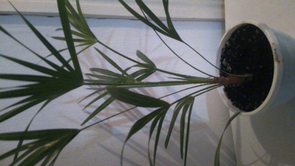 Пальмы веерные,посеяные из семян.Не прихотливые.