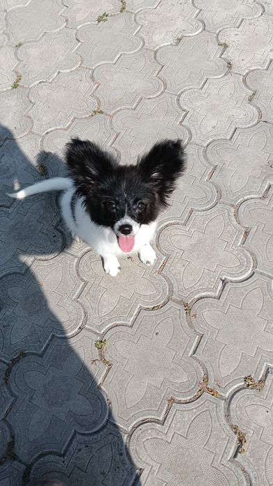 Очень красивая девочка папильон.