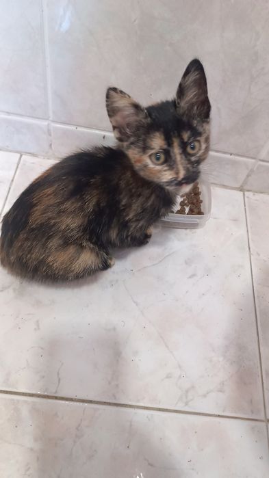 Procuro dono para gata