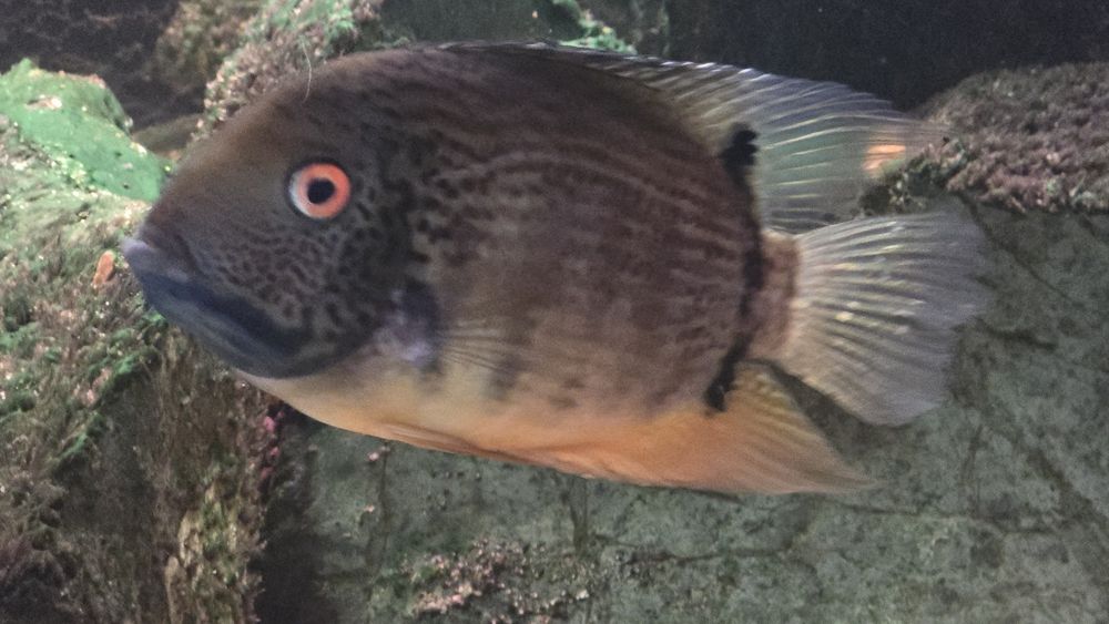 Pielęgnice Severum Green 20 cm +