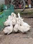 Kaczki Pekin (7 szt.) i kaczko-gęsi (3 szt.) na sprzedaż – zdrowe