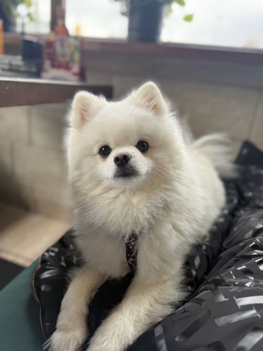 Злучка померанського шпіца, шукаємо пару для шпіца