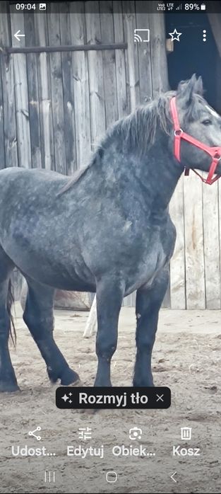 Sprzedam konie szpaki