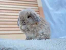 КРОЛИКИ  Декоративные. Детки. Домашние. Ручные. разные. есть КЛЕТКИ.