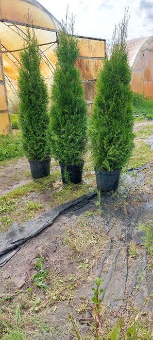 TUJA Szmaragd 150cm-180cm