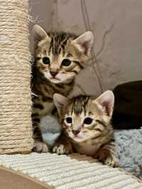 Bengal cat / kitten / gato crossbreed