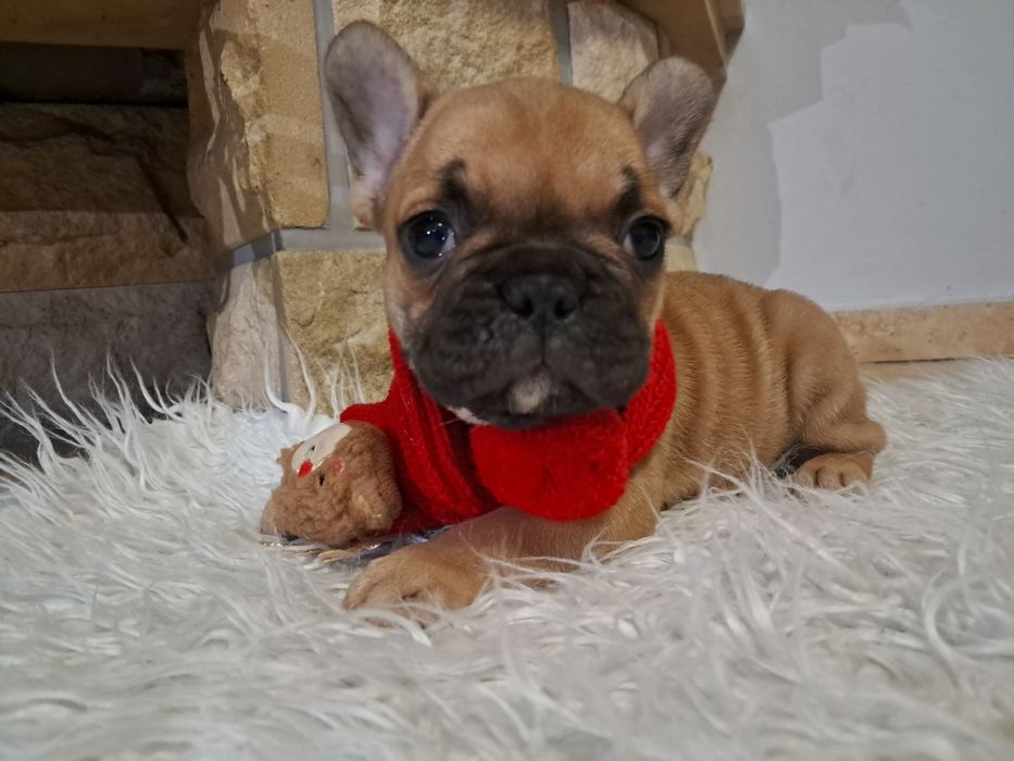 Buldog francuski piesek