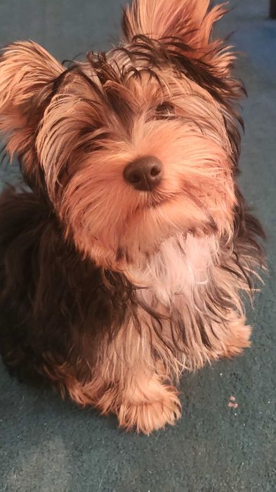 Yorkshire terrier