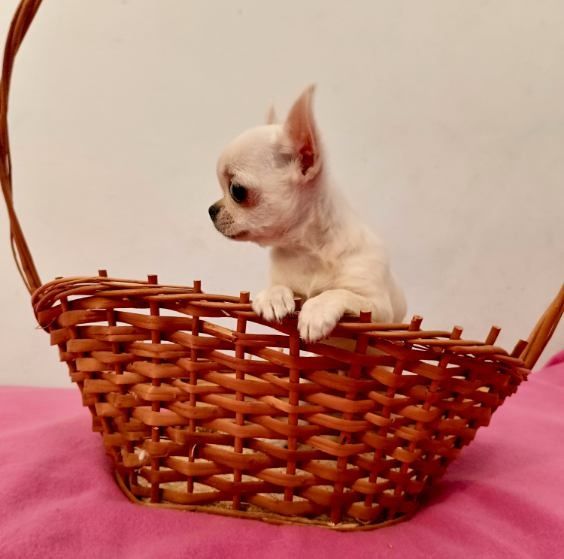 Chihuahua krótkowłosy