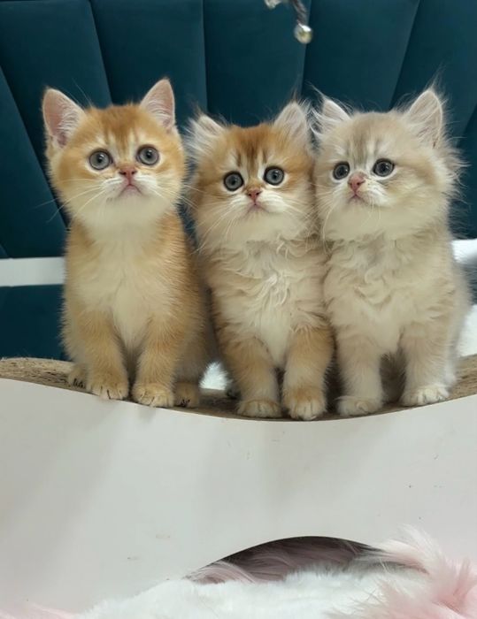 Шотландці дівчатка та хлопчики