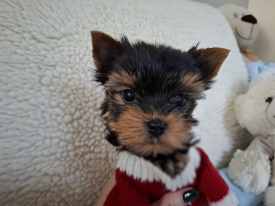 Yorkshire Terrier piesek Fido