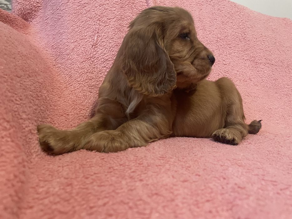 Cocker spaniel chłopiec
