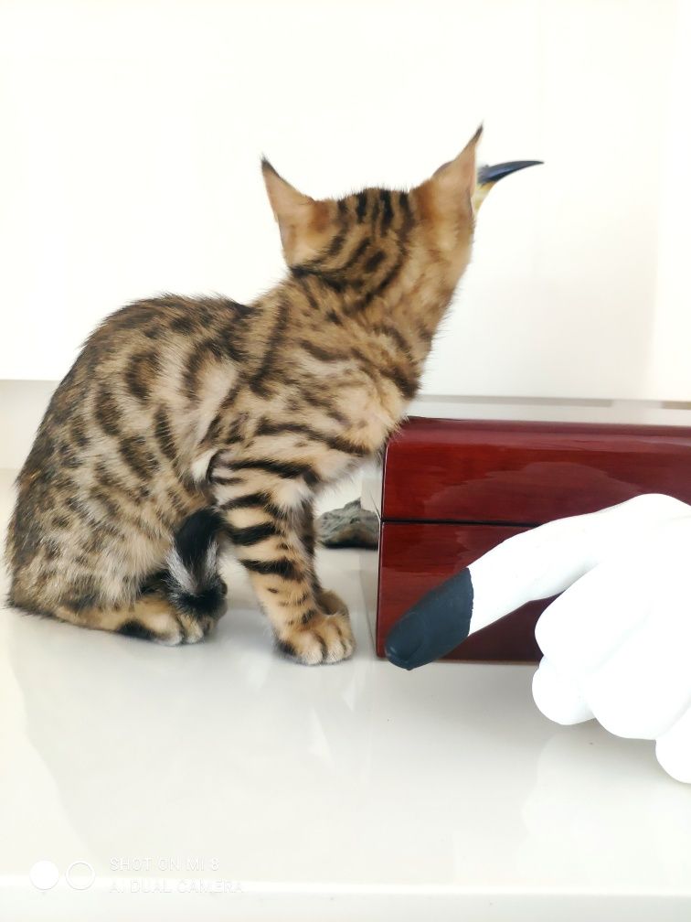 Gato de Bengala de excelente linhagem