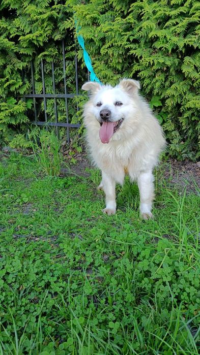 Puchaty piesek Puszek