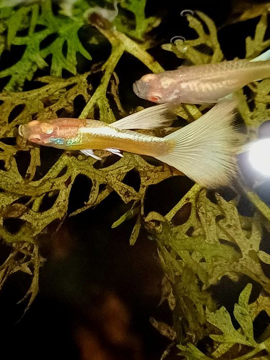 Gupik Albino Full white Platinum (samce)