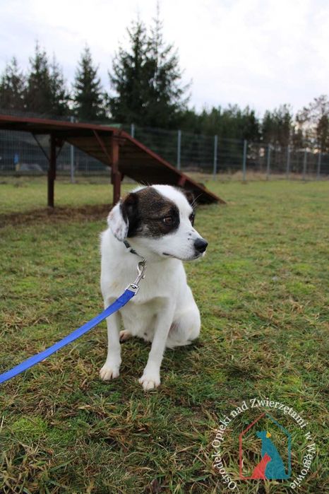 ŚLICZNY, nieśmiały, delikatny, 4 latka, 14 kg - pokochaj