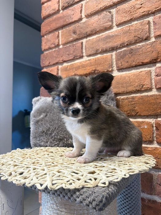 Chihuahua,  piękny szczeniak. Ideal
