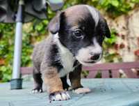 Szczeniak do adopcji