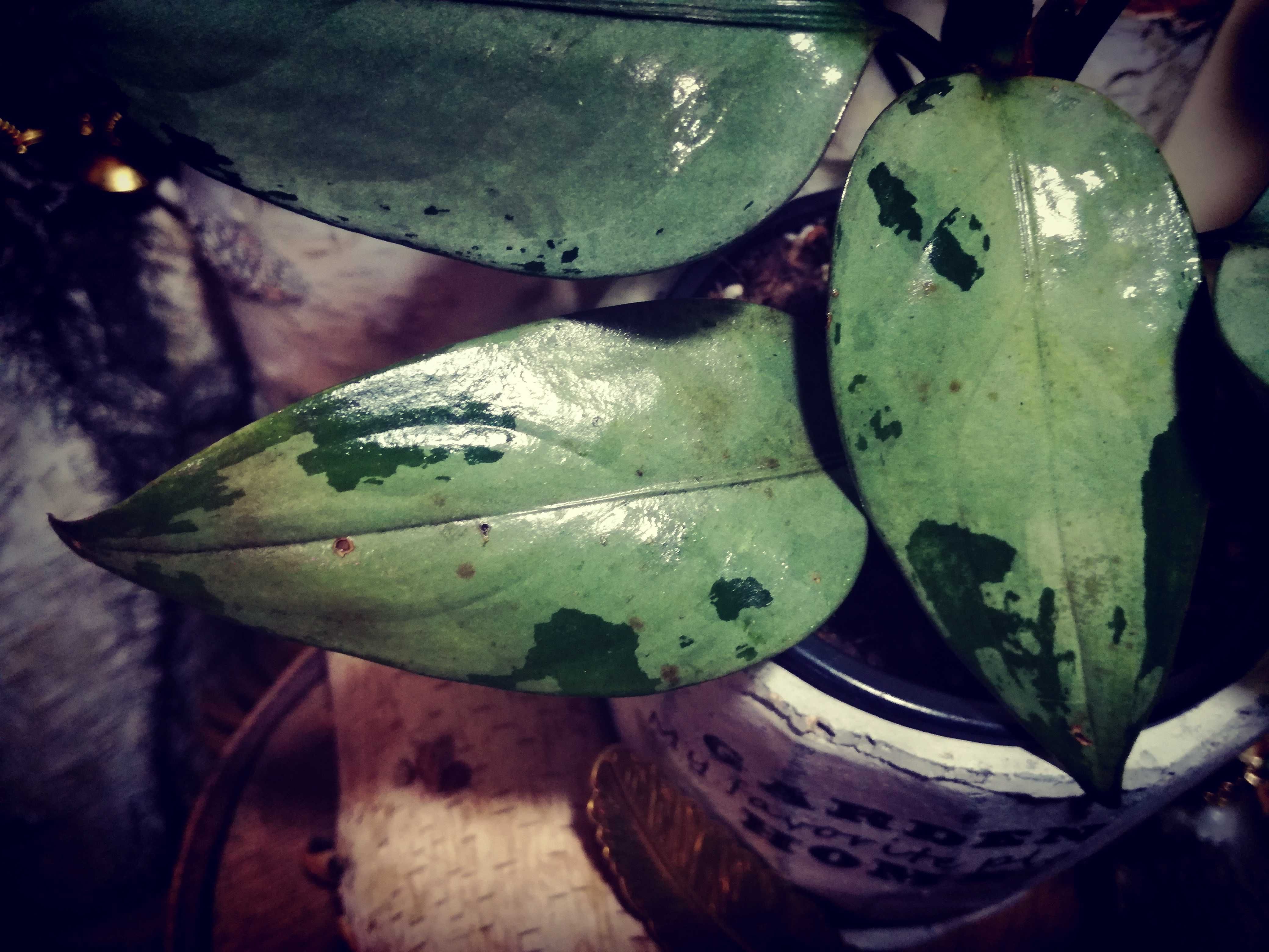 Aglaonema Pumilum Silver variegata piękna kolekcja roślin nie monstera