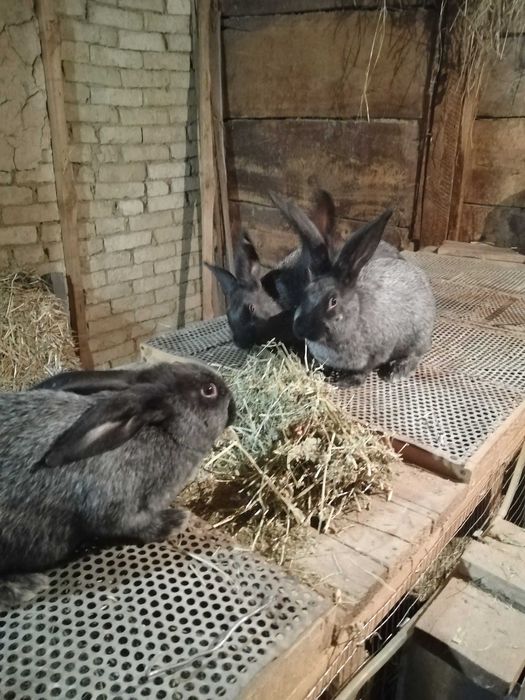 Продам кролів Потавське срібло