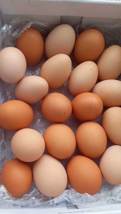 Vendo ovos caseiros
