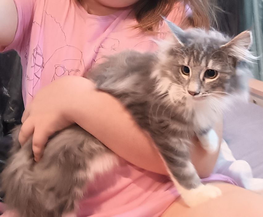 Kotka Norweski Leśny FPL