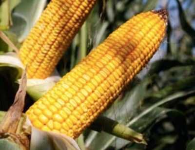 DKC 3888 Dekalb Bayer, nasiona kukurydzy