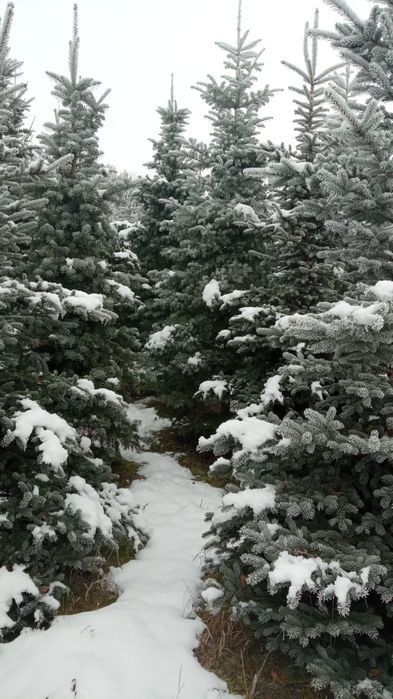 Żywa choinka świerk jodła kalifornijska drzewko bożonarodzeniowe