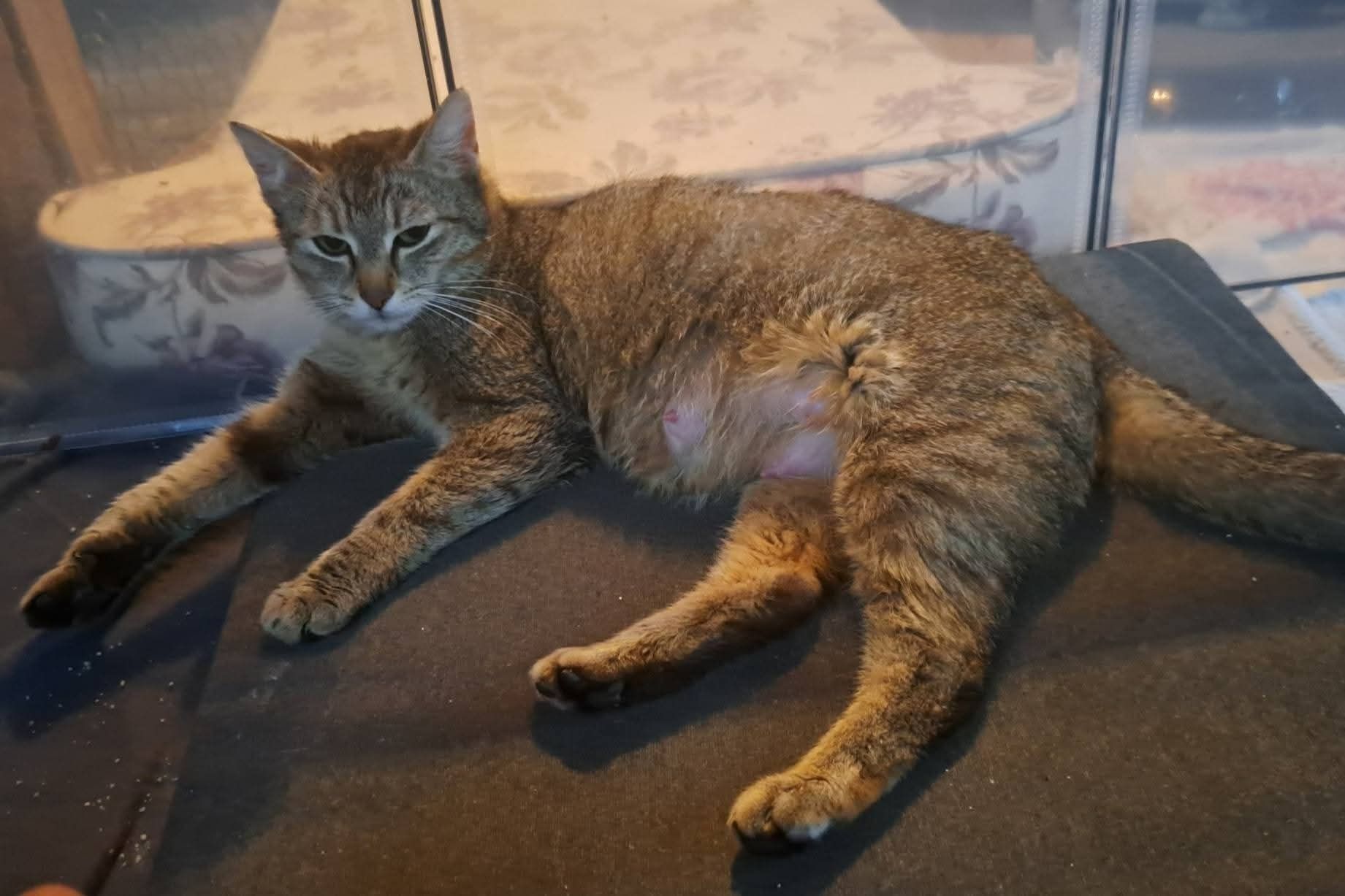 do adopcji kotka PYSIA