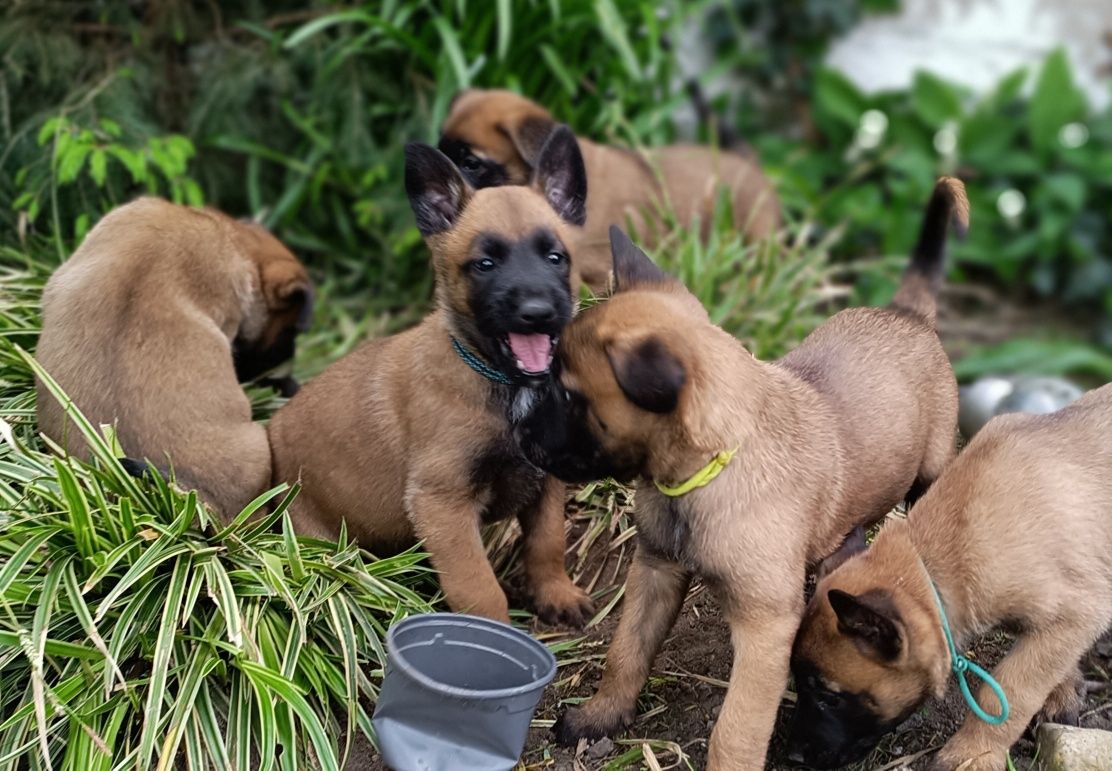 Owczarek Belgijski Malinois FCI  ZKwP odział Kalisz